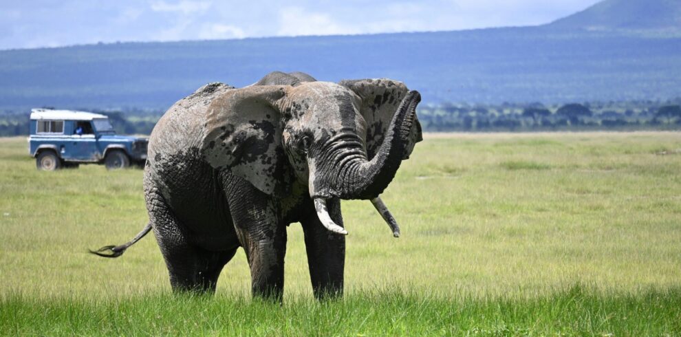 African elephant herd in Kenya safari national park