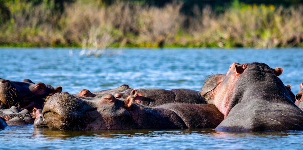 Group of hippopotamus resting in water at Lake Nakuru National Park Kenya