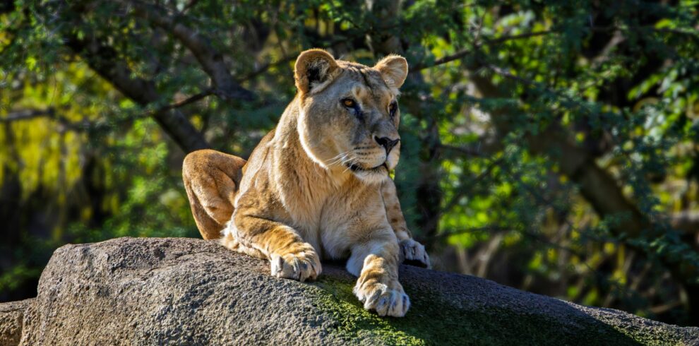 Majestic lioness resting on rock in Masai Mara safari Kenya wildlife