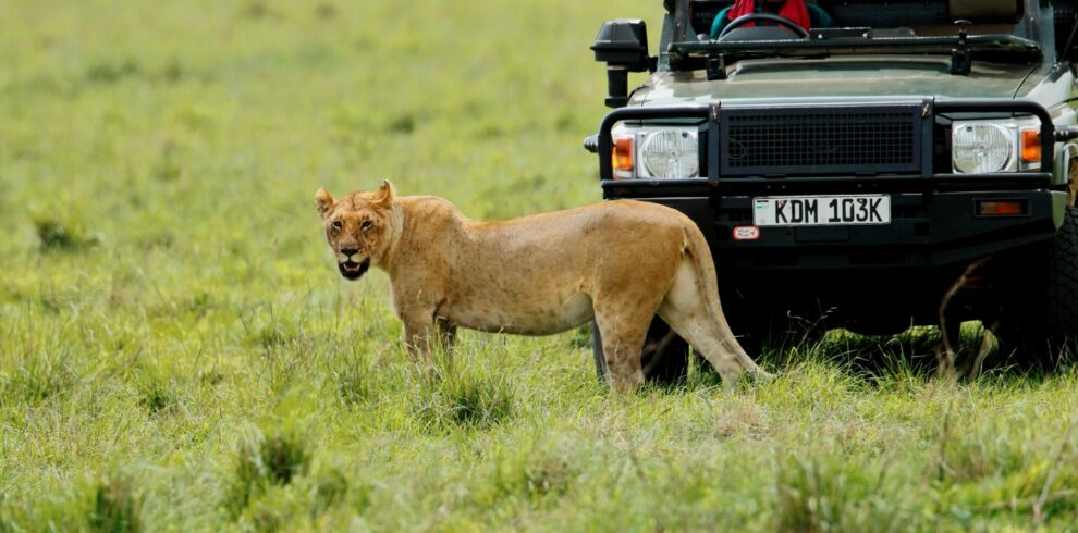 Lioness safari in Masai Mara Kenya